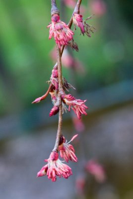 Cercidyphyllum magnificum 'Pendula' - zmarličník velký - květ